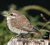 Red-backed Shrike