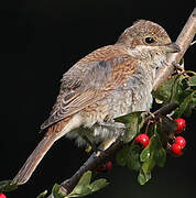 Red-backed Shrike