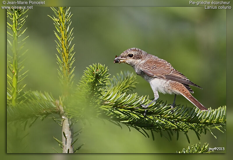 Red-backed Shrike