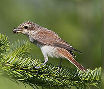 Red-backed Shrike