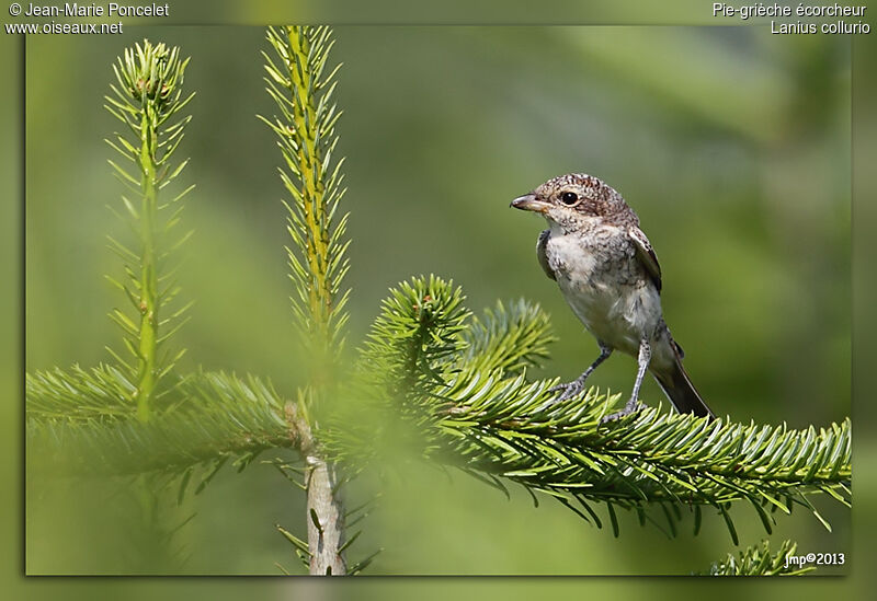 Red-backed Shrike