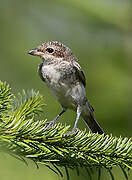 Red-backed Shrike