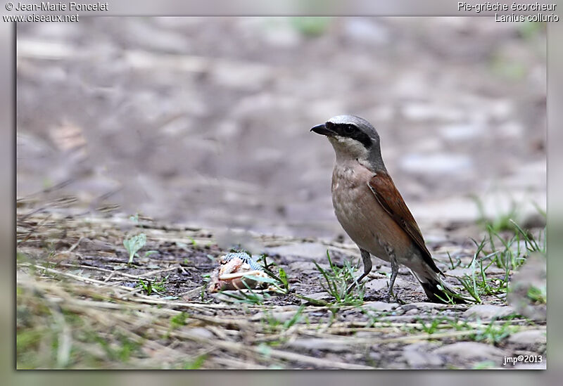 Red-backed Shrike