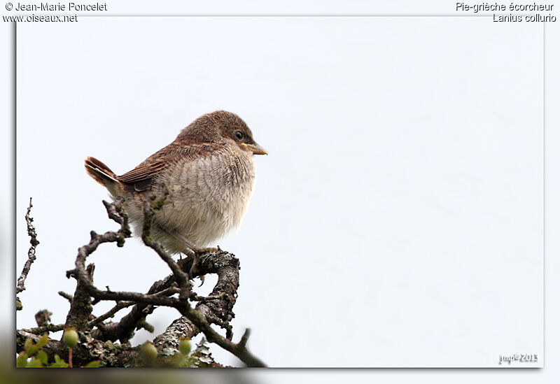 Red-backed Shrikejuvenile