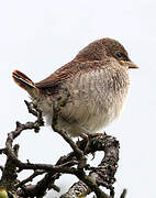 Red-backed Shrike