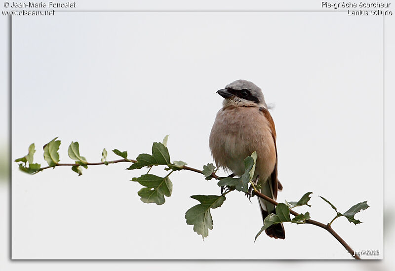 Red-backed Shrike male