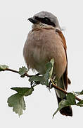 Red-backed Shrike