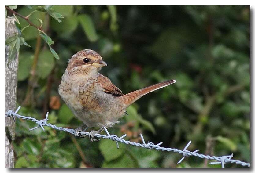 Red-backed Shrike