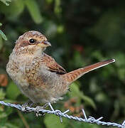 Red-backed Shrike