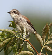 Red-backed Shrike