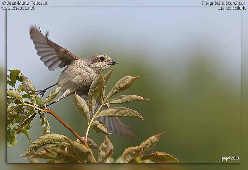 Red-backed Shrike female