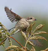 Red-backed Shrike