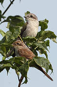 Red-backed Shrike