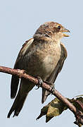 Red-backed Shrike