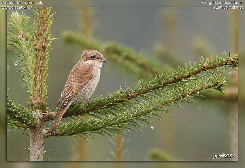 Red-backed Shrike