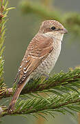 Red-backed Shrike