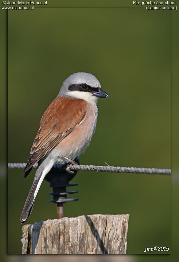 Red-backed Shrike