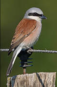 Red-backed Shrike