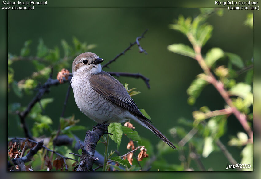 Red-backed Shrike