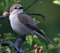 Red-backed Shrike