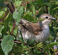 Red-backed Shrike