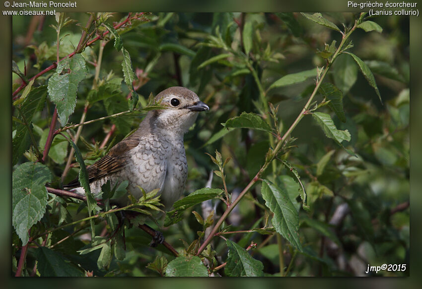 Red-backed Shrike