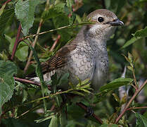 Red-backed Shrike