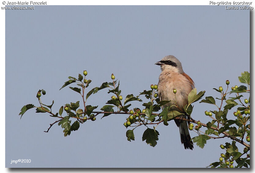 Red-backed Shrike