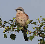 Red-backed Shrike