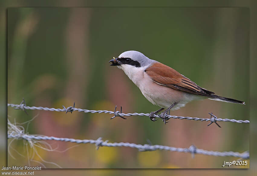 Red-backed Shrike male adult breeding, feeding habits