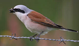 Red-backed Shrike