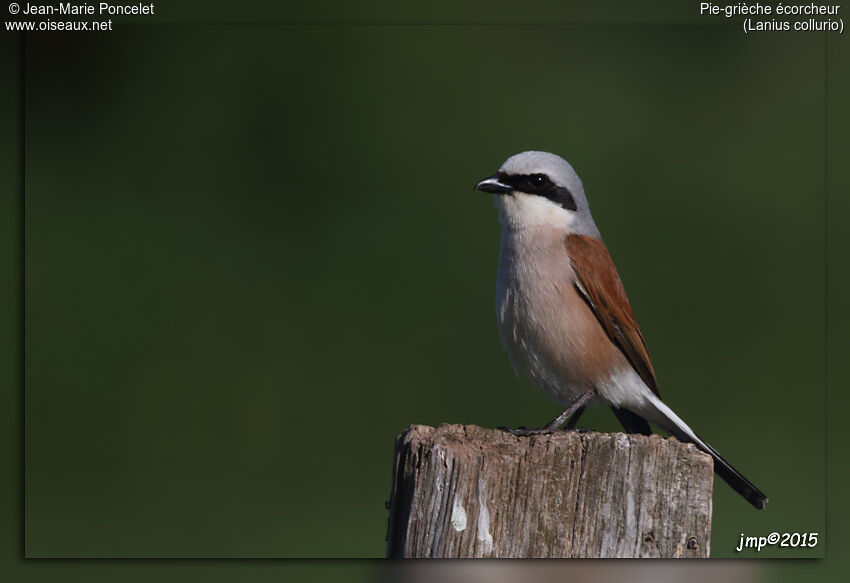 Red-backed Shrike male