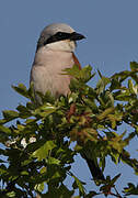 Red-backed Shrike