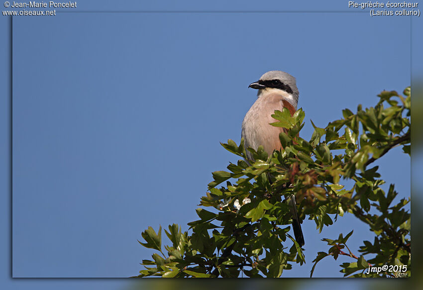 Red-backed Shrike male