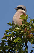 Red-backed Shrike