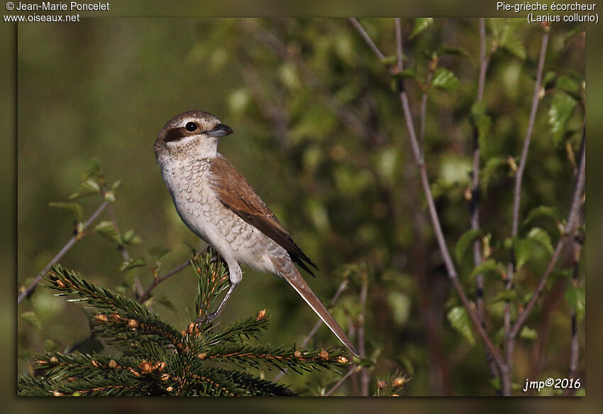 Red-backed Shrike female