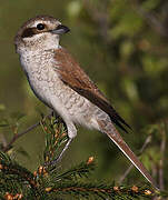 Red-backed Shrike