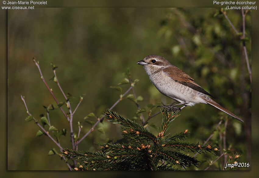 Red-backed Shrike female