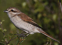 Red-backed Shrike