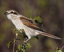 Red-backed Shrike