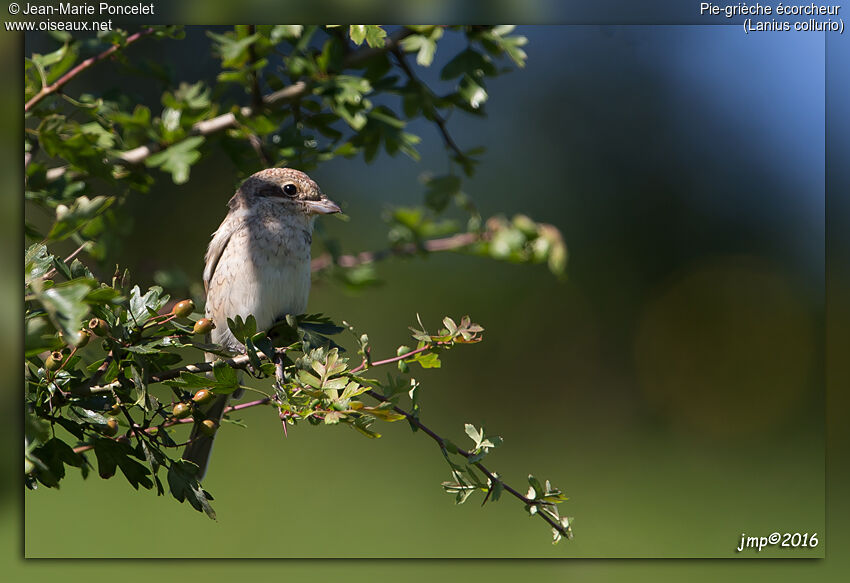 Red-backed Shrike