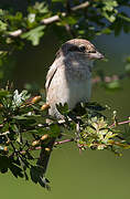 Red-backed Shrike