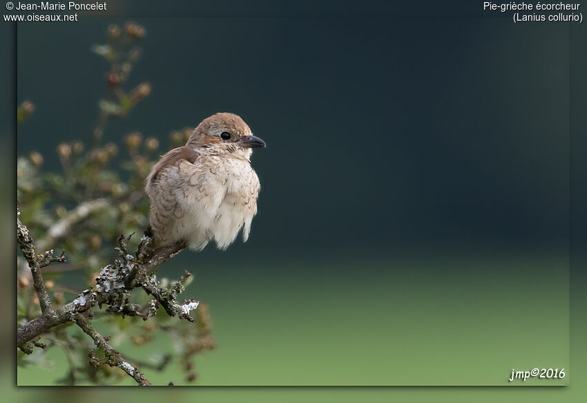 Red-backed Shrike