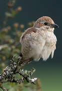 Red-backed Shrike