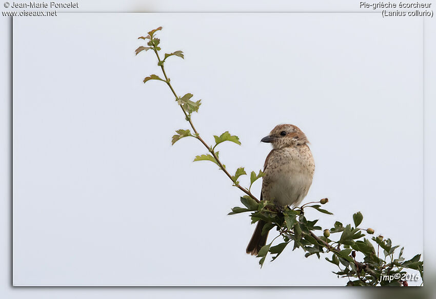 Red-backed Shrike