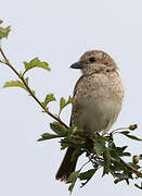 Red-backed Shrike