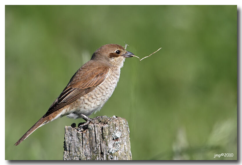 Red-backed Shrike