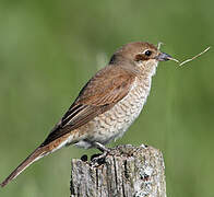 Red-backed Shrike