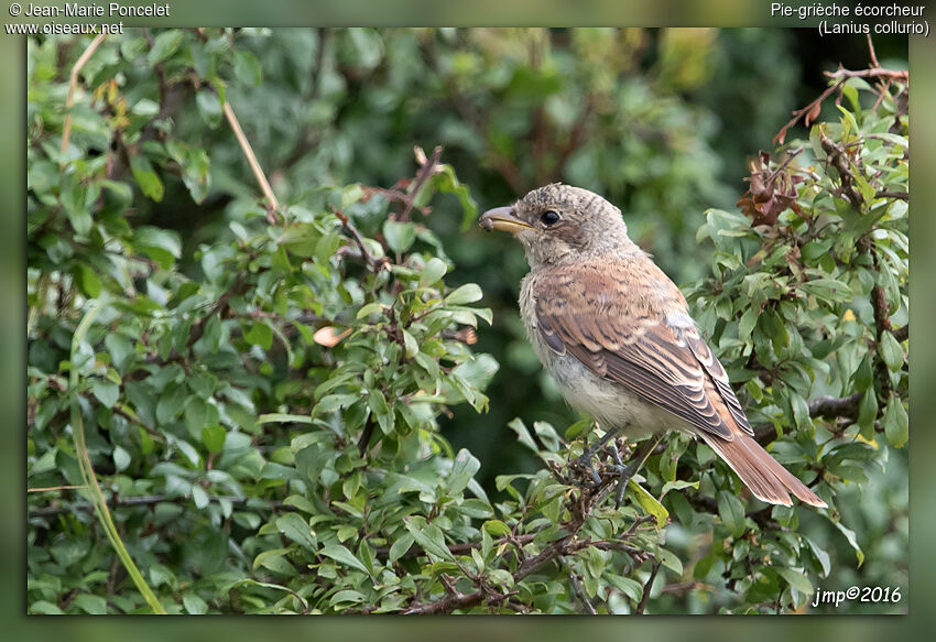 Red-backed Shrike