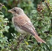 Red-backed Shrike